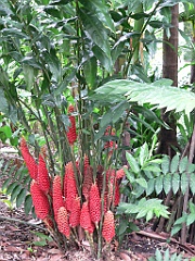097 Cairns Botanic Gardens
